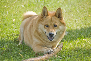 Big Dog Playing with a Stick