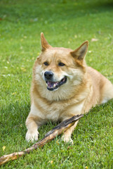 Big Dog Playing with a Stick