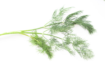 close-up of dill herb on white
