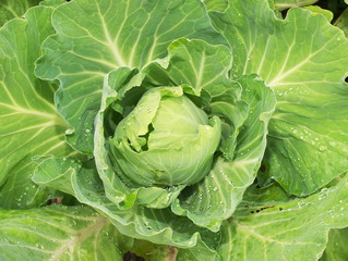 Head of cabbage