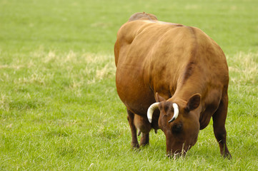 A cow is standing on a field eating grass