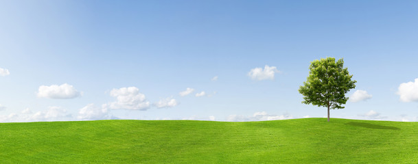 Panorama eines Ahornbaums auf einer Wiese vor blauem Himmel