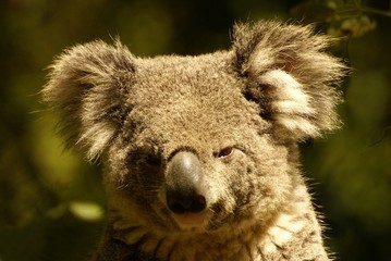 Koala cendré, Phascolarctos cinereus