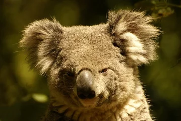 Papier Peint photo Lavable Koala Koala cendré, Phascolarctos cinereus