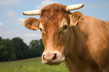 portrait d'une vache limousine