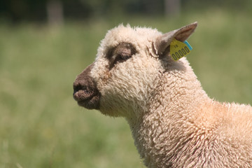 portrait d'un agneau