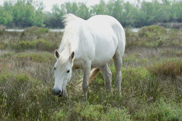 Cavallo bianco