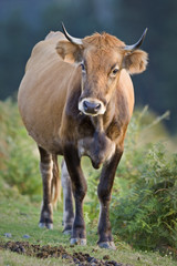 Cow standing over a blurring background. Shallow depth of field