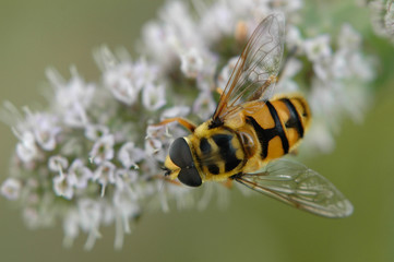Schwebfliege 3