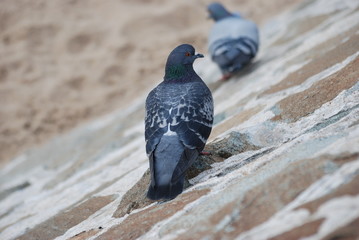 Fototapeta premium pigeon