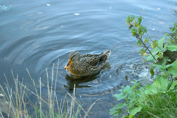 Fototapeta premium Duck in a pond