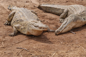 Coppia affamata II