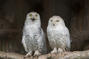 pair of white polar owls