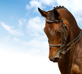 dressage - equestrian sport
