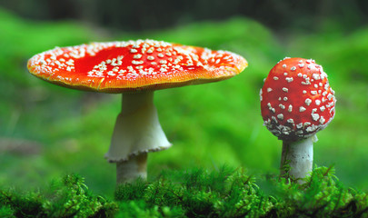 Two red, toxic, toadstools close together