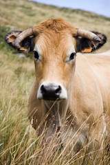 Cow's portrait