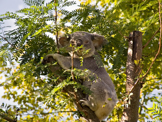Een koalabeer in een boom die gedeeltelijk verborgen is door een boomtak.