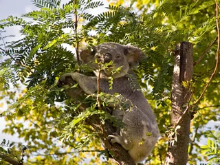 Glasschilderij Koala Een koalabeer in een boom die gedeeltelijk verborgen is door een boomtak.
