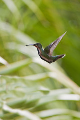 Berryline Hummingbird