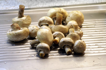 frische Champignons 2