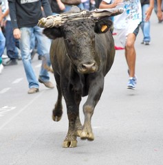 Taureau lors d'une féria