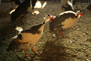 Poultry farming. Guinea fowl.