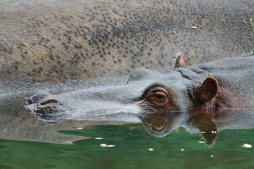 Head of hippopotamus standing in a water
