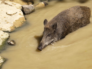 Tierisch gut
