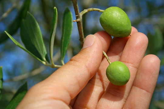 Collecting olives