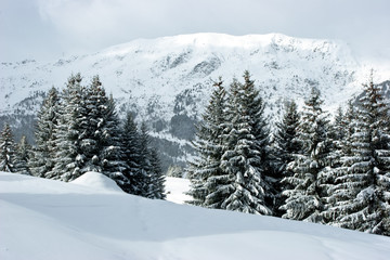 Fototapeta premium Fir trees covered with snow on a winter mountain