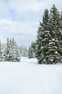 Fototapeta Fir trees covered with snow on a winter mountain