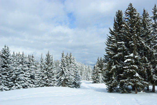 Fototapeta Fir trees covered with snow on a winter mountain