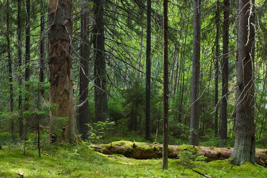 Fototapeta Depths of the softwood forest at summer, Seliger lake, Russia