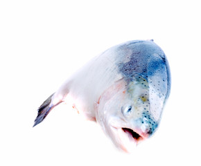 Trout fish isolated on white