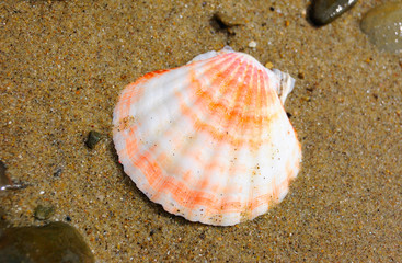 closeup of colored sea shell over wet sand