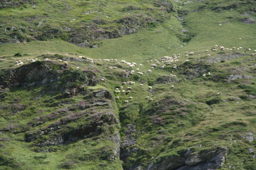 paturage des Pyrénées