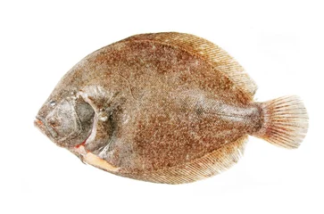 Fotobehang Brill flatfish isolated on a white background © Richard Griffin