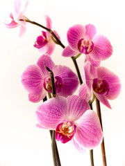 Obraz na płótnie Canvas orchid of falinopsis