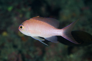 ANTHIAS