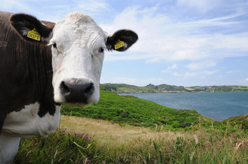 The cow of European union