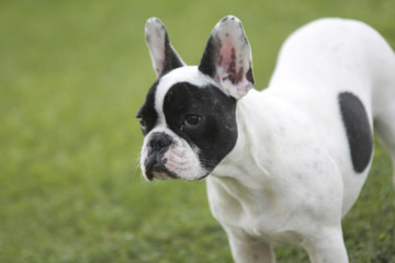 bouledogue français