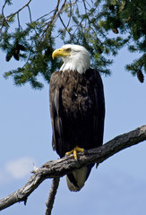 Proud Wild Bald Eagle Parent 1