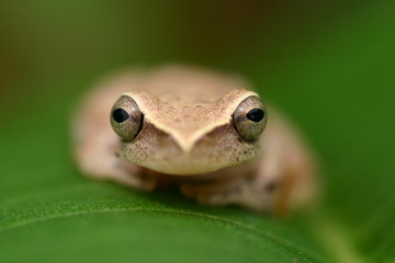 Frog on a leaf
