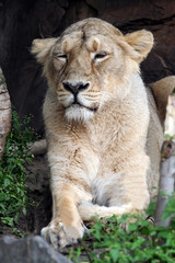 Fototapeta na wymiar Single female adult African lioness in wilderness, Kenya.