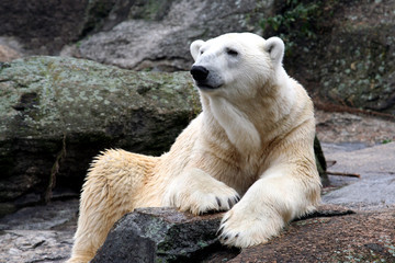 Fototapeta premium Portrait of an adult male Polar Bear.