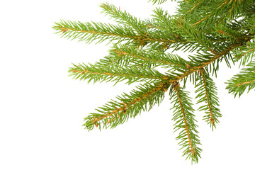 Fir tree branch on a white background.