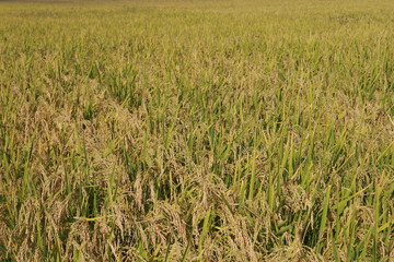 rice field
