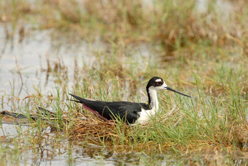 A black-necked stilt sits on her nest near the waters edge.