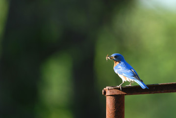 The eastern bluebird is the Missouri state bird.