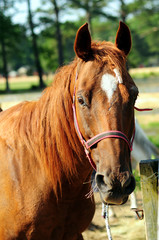 Fototapeta premium Horse